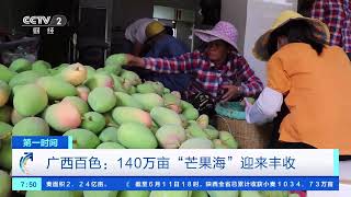 [第一时间]广西百色：140万亩“芒果海”迎来丰收| 财经风云