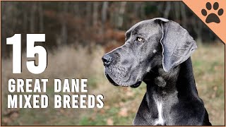 Top 15 Great Dane Mix Breeds Dog World