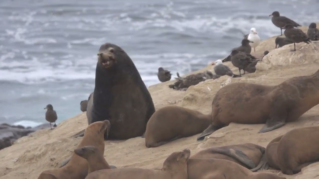 California Sea Lion Bull - Mark Storto Nature Clips