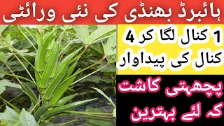 Bhindi Farming | Okra Farming In Pakistan | Best Okra Hybrid Seed 2023 | Ladyfinger screenshot 3