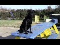 Training Your Labrador Retriever Puppy Part Five Training Your Labrador Retriever Puppy Part Five