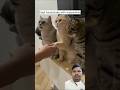 cuties🥰#cats #cat #catlover #shorts #short #shortsvideo #shortvideo #ytshort #fyp #cutecat #ytviral
