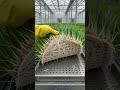 Grow Animal Feed in 7 Days! 🌱🚜 #Fodder #SmartFarming #Agriculture #Livestock #Sustainable #AgriTech