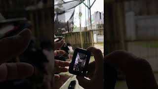 Dji action5 HorizonSteady