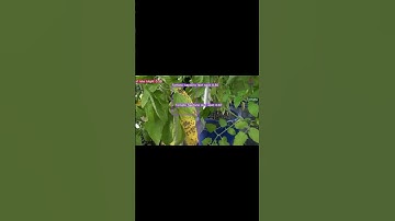 YOLOv12: Precision Agriculture Disease Detection
