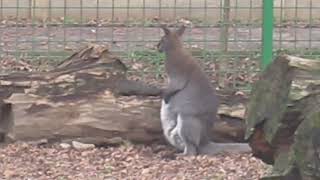 Quick facts: Red-necked wallaby (Bennett's wallaby)