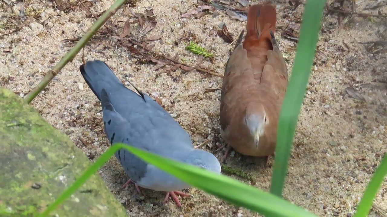 Blue ground dove (Claravis pretiosa) sexual dimorphism (blue male, brown female)