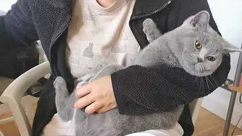 Video 11527501: british shorthair cat, cut kitten, litter