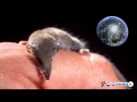 Video: ¿Quién es el mamífero más pequeño del mundo?