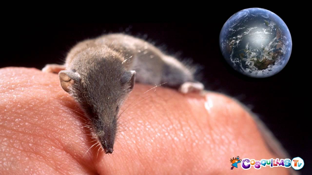 Cuál es el animal más pequeño del mundo