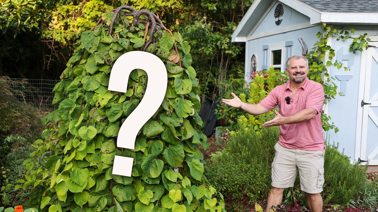 10-plants-that-won-t-move-garden-redesign-youtube