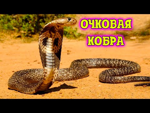 Тайны Очковой Кобры  Жизнь в Индийских Просторах