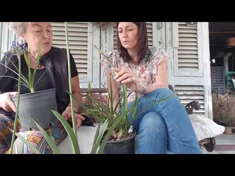 Video: Fiori di Agapanthus: consigli per la coltivazione di piante di Agapanthus