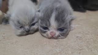 Day 15. Kittens A,B & C. 04.16.2024. by Tomsel Travels 18 views 1 month ago 1 minute, 11 seconds