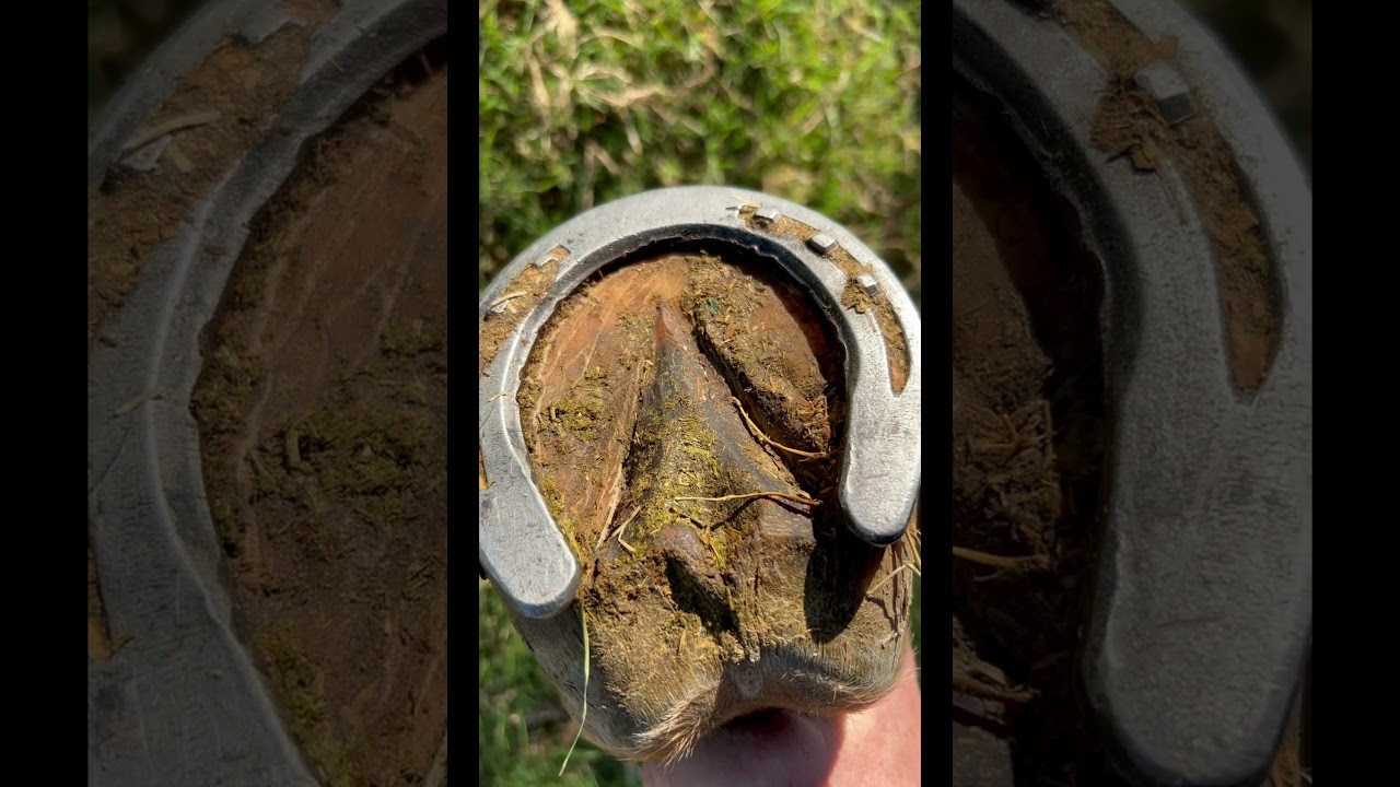 Using Hoof Hardener for Your Horse 