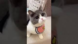 Cat funny moment