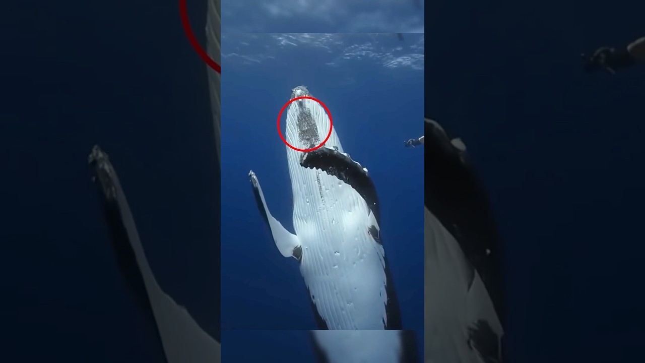 "Pourquoi les balanes s’attachent-elles ?"