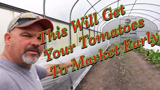 Our first planting of Determinate tomatoes of the year | first @ Market with home grown tomatoes !