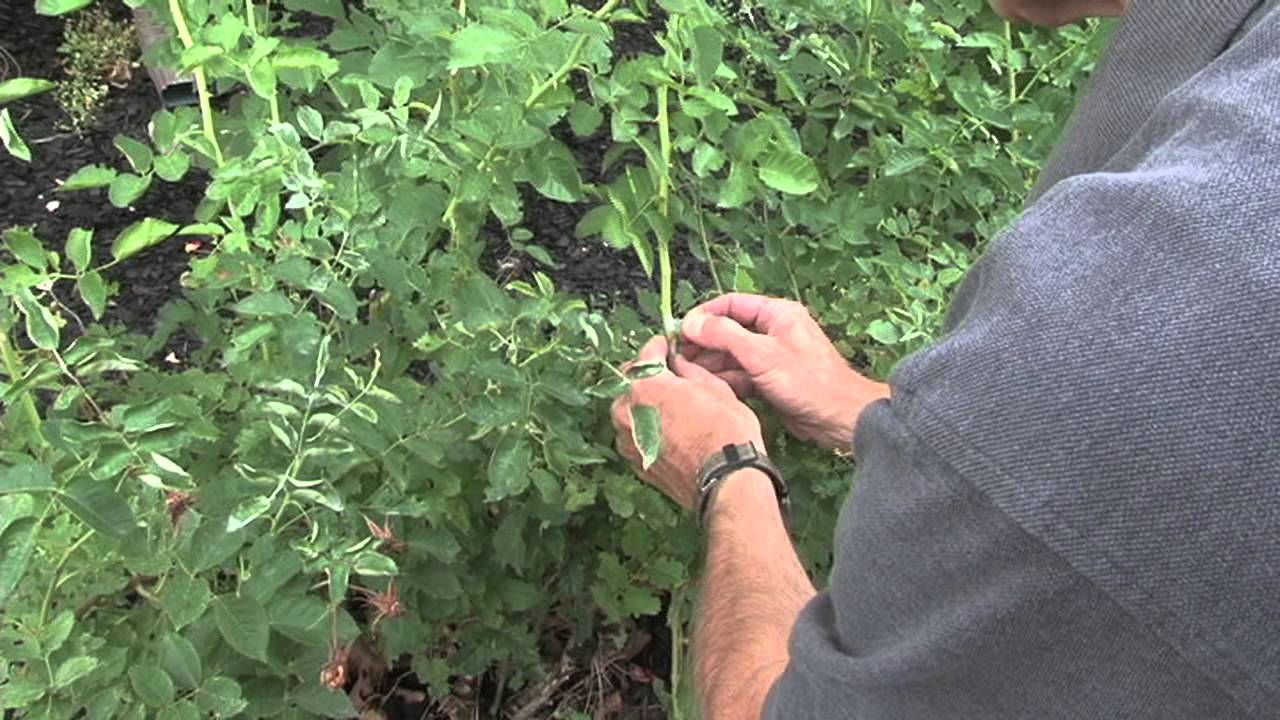 How to Bud Roses YouTube