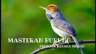 Masteran Burung Prenjak Kepala Merah | MASTERAN 30 MENIT