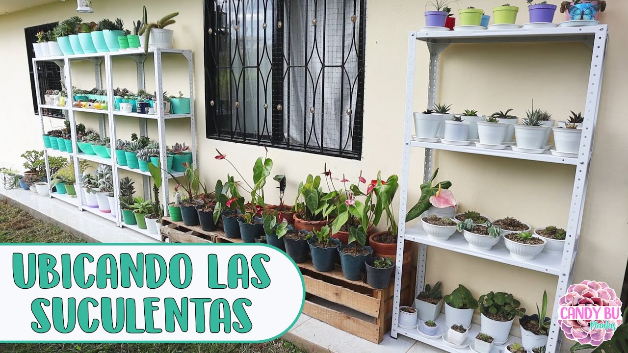 ORGANIZANDO LAS SUCULENTAS EN LOS ESTANTES NUEVOS│Candy Bu