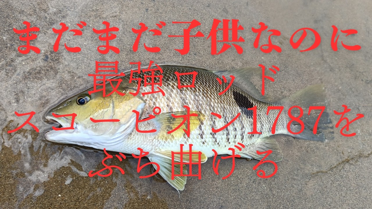 獰猛】まだまだ子供なのに最強ロッドスコーピオン1787をぶちまげてくる
