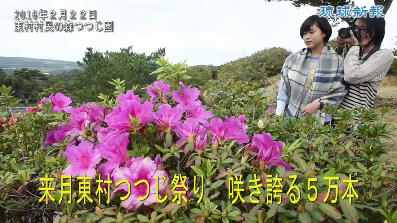 ツツジ5万本咲き誇る 来月4日から東村で祭り Youtube ツツジ5万本咲き誇る 来月4日から東村で祭り Youtube