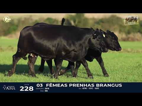 LOTE 228 - BRANGUS 079C, 131C, 163C