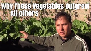 Why These Vegetables Outgrew All Others in My Organic Garden