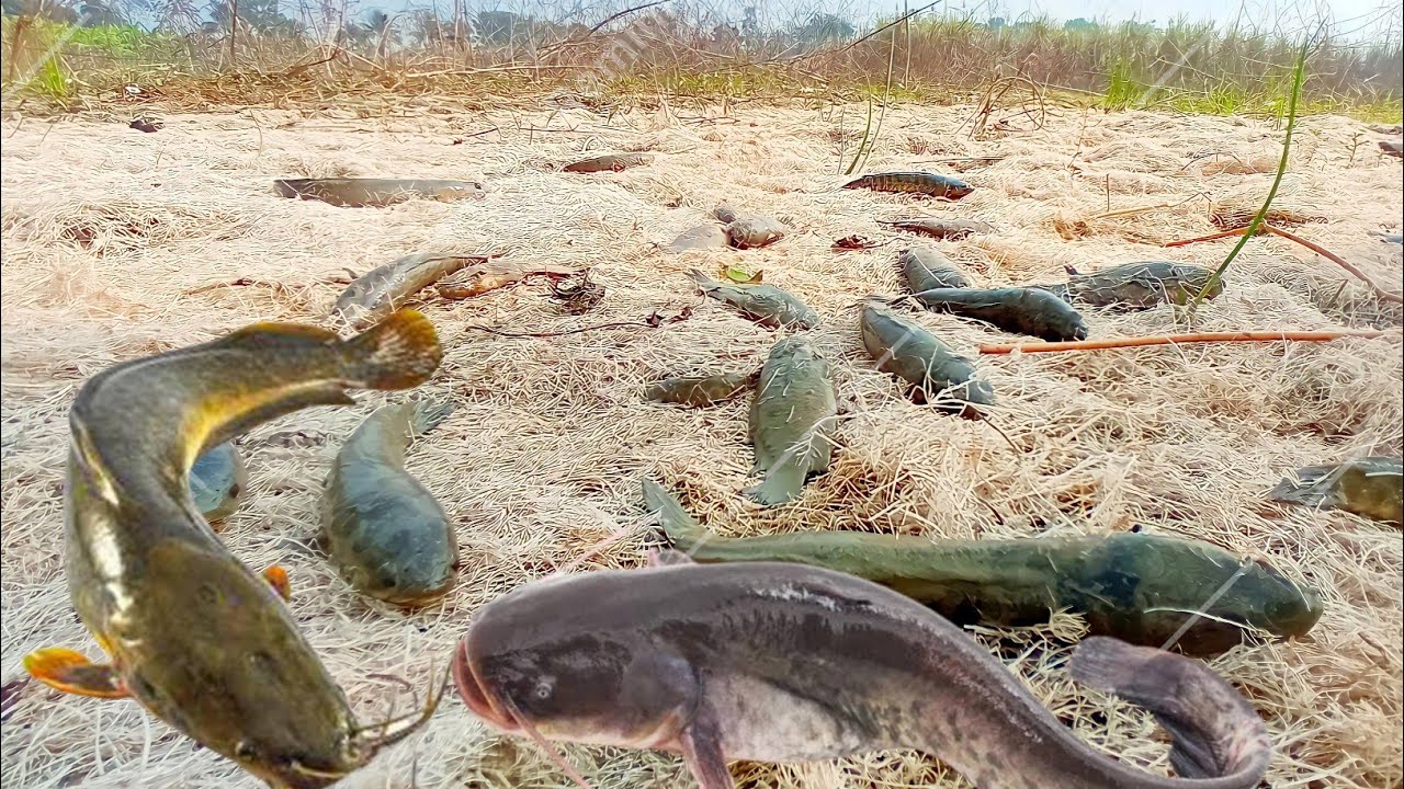 amazing fishing! Amazing Boy Fishing in Dry Season | Dry Hill Underground Big Stuck Fish Catching