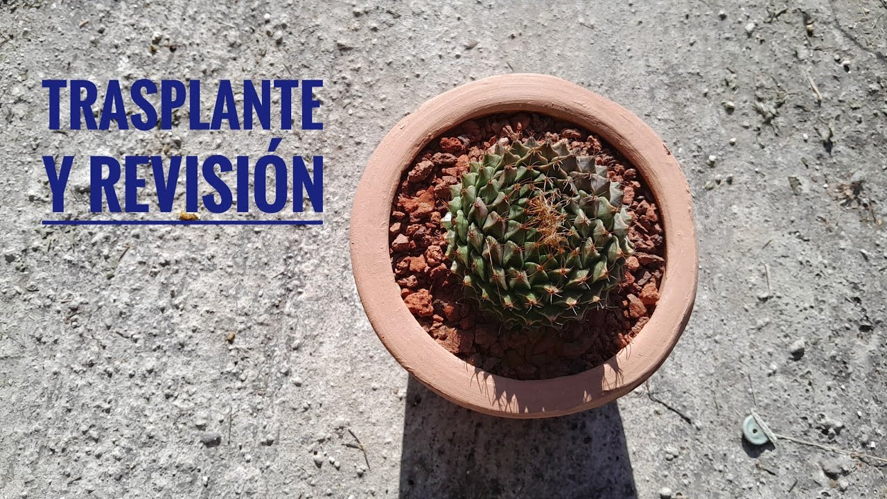 Así se ve la raíz del cactus Obregonia Denegrii