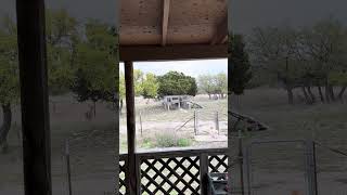 #Wow #wildlife #Milo