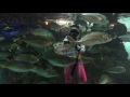 寺泊水族博物館マリンガールの餌付け の動画、YouTube動画。