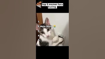 Top 5 momen lucu kucing 🐈 #videolucu #funnyvideo #meme #memesdaily