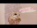 なでまわされるフクロウ #26【Shannon's Daily Life】