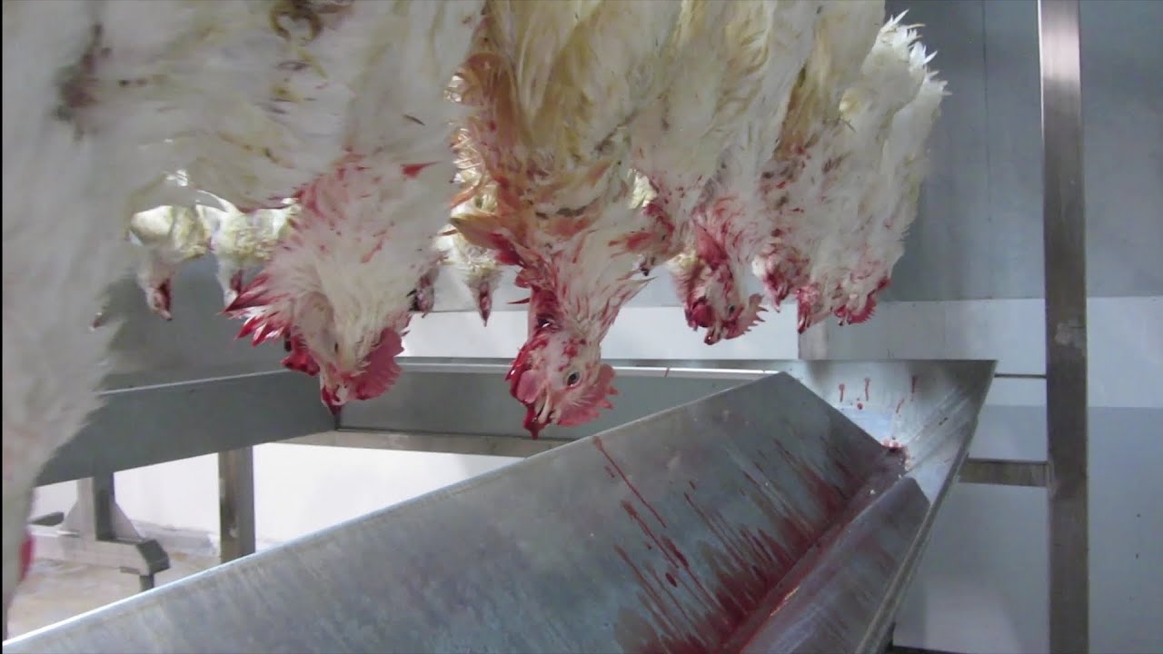 How It's Made - Draining Animals' Blood