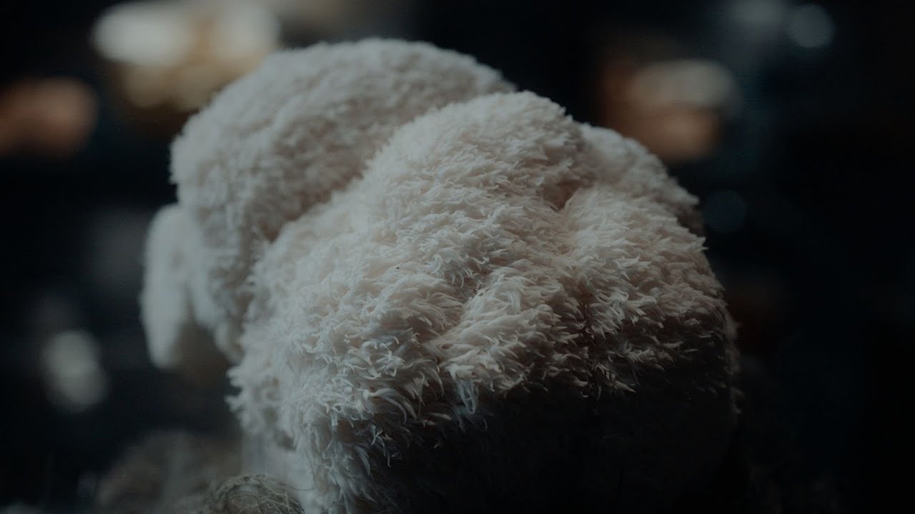 The Natural Performance Enhancer Almost Banned from the Olympics | Lion’s Mane & Cordyceps