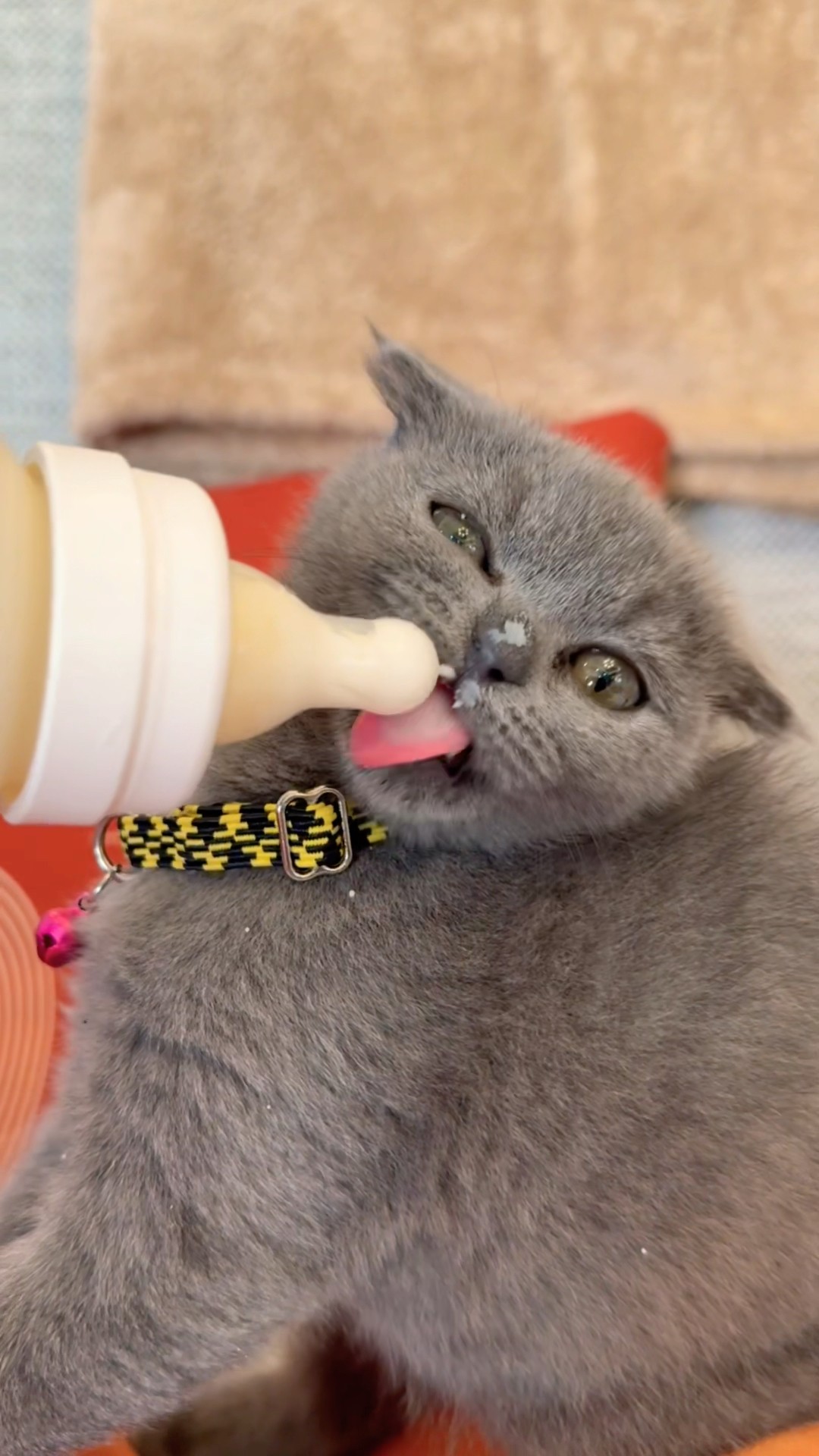 Cute ❤️?‍⬛???? #cats #cat