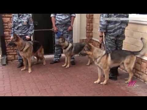 როგორ ცხოვრობენ კანონიერი ქურდები