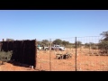 Wild dogs eating a warthog