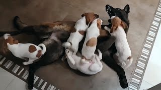 Malinois vs Jack Russell Terrier puppies. Attack of cuteness. Cute Jack Russell puppies and Malinois by МИЛЫЕ ПИТОМЦЫ CUTE PETS 1,336 views 3 months ago 1 minute, 9 seconds