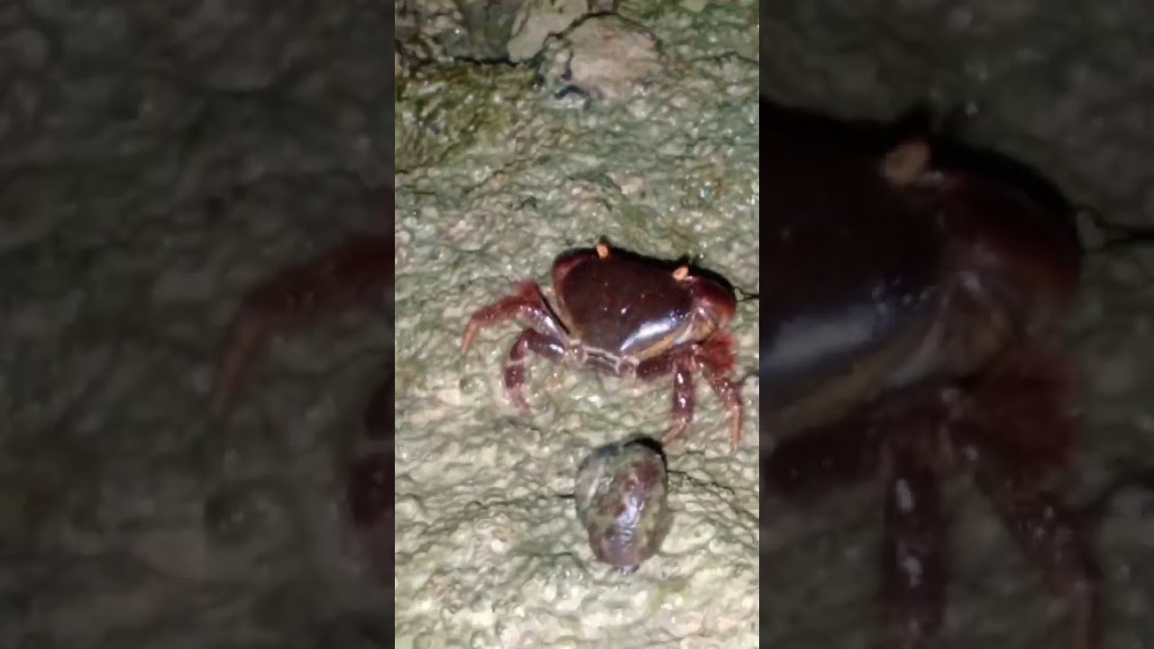 Crab