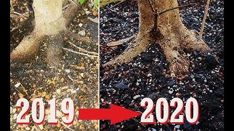 Trident Maple Pre Bonsai: root graft tutorial and first root work