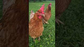 Tucking the Chickens in for the Night #backyardchickens #homesteading #chickens