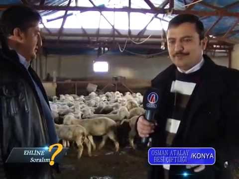 MERİNOS KOYUN YATIRIMI KAZANDIRIR MI ? (0535 666 0880) - YouTube
