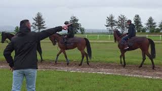 2026 05 15 Amidabi 1st grass gallop 2