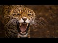 Leopard Documentary - Big Cats Wildlife HD