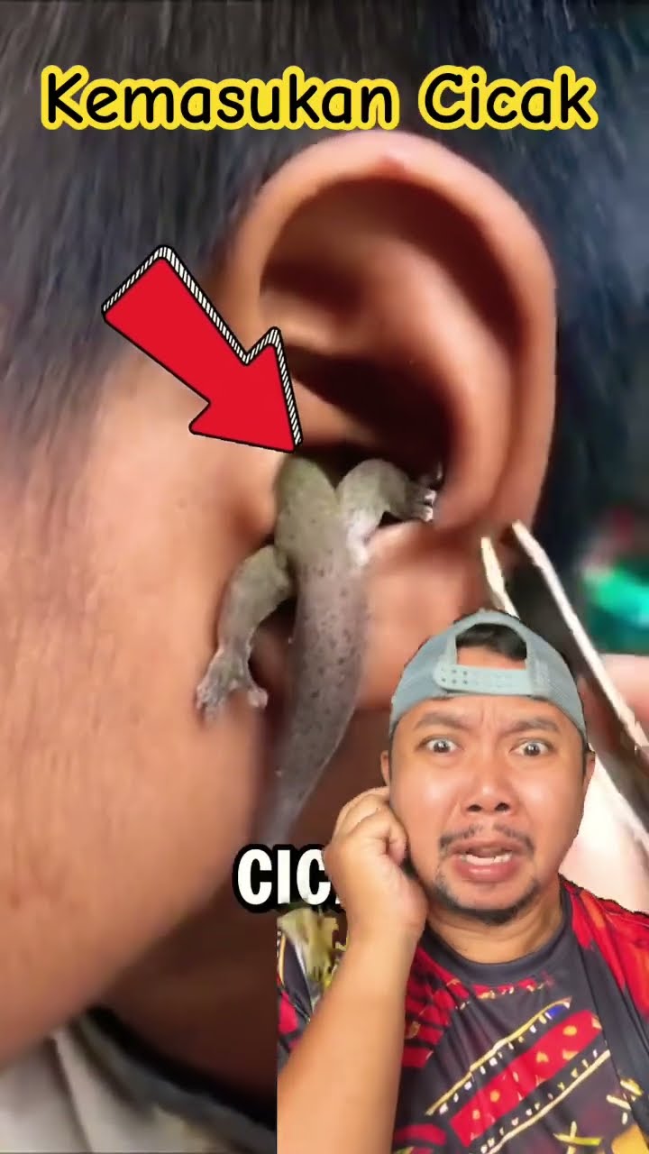 GELI KUPINGNYA KEMASUKAN CICAK!!??? #kucing #shortsfeed #shorts #shortsviral