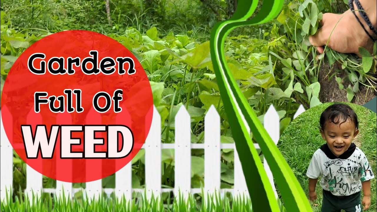 Nightmares | My Garden Is Full Of Weed |This Is How I Remove