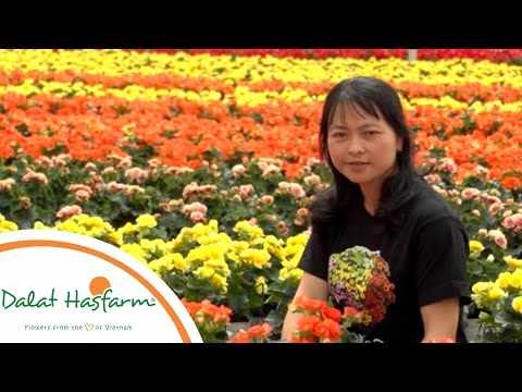 Kính Bông Hải Đường - [Flowers TV] Kỹ thuật chăm sóc hoa Thu Hải Đường trong nhà kính của Dalat Hasfarm